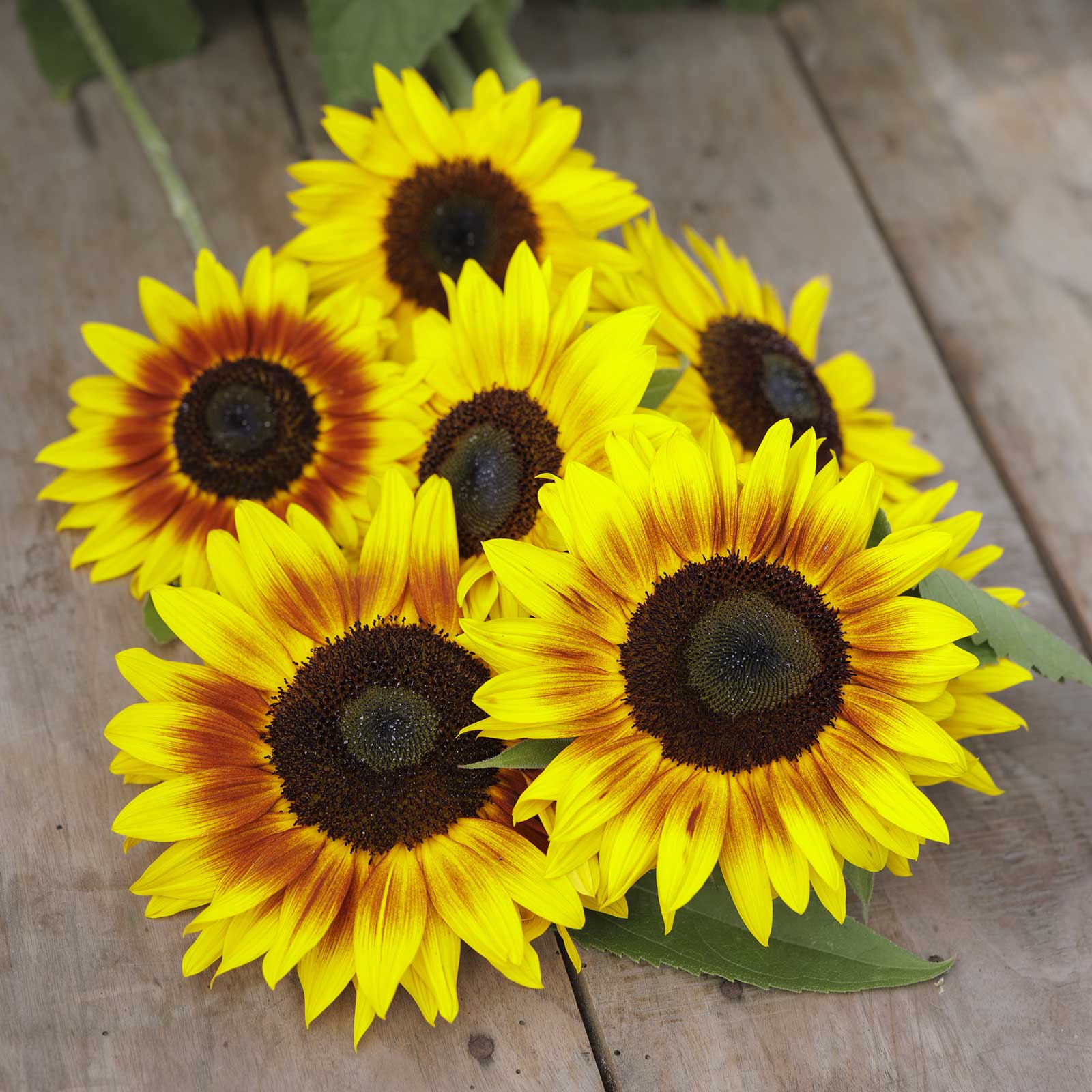 A bouquet of yellow sunflower solar power flowers on a wooden table.