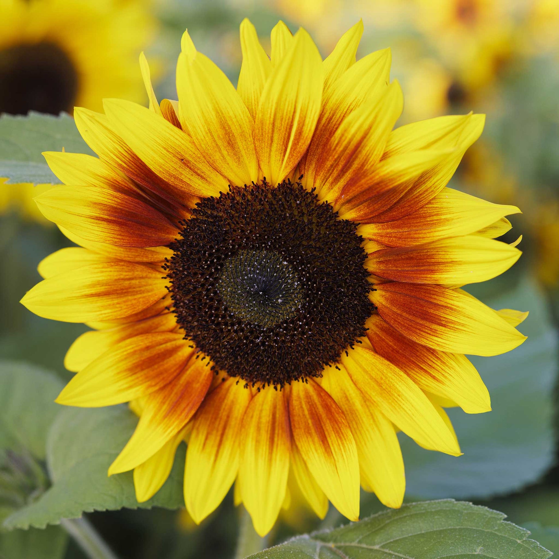 Close up of a red and yellow sunflower solar power flower bloom with a dark center.