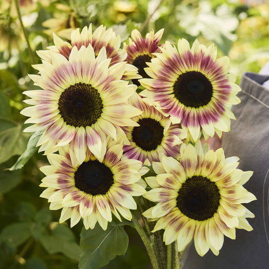 sunflower summer lovin
