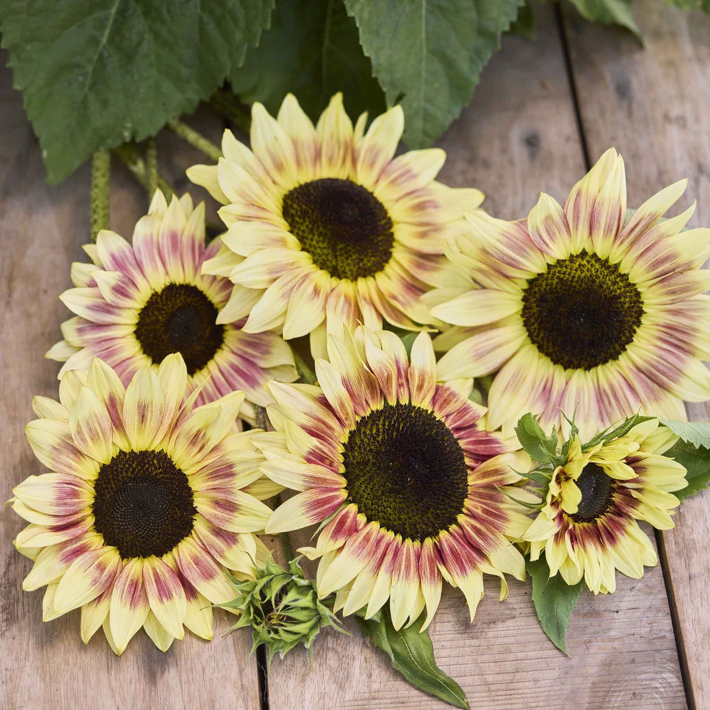 sunflower summer lovin