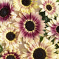 sunflower summer lovin