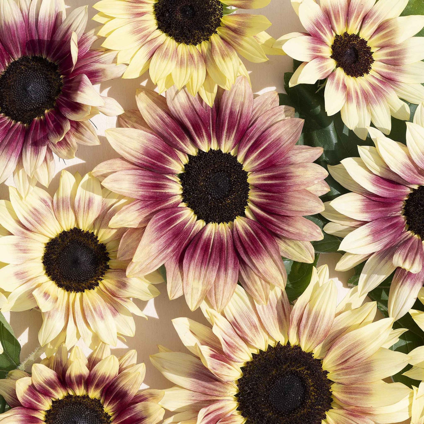 sunflower summer lovin