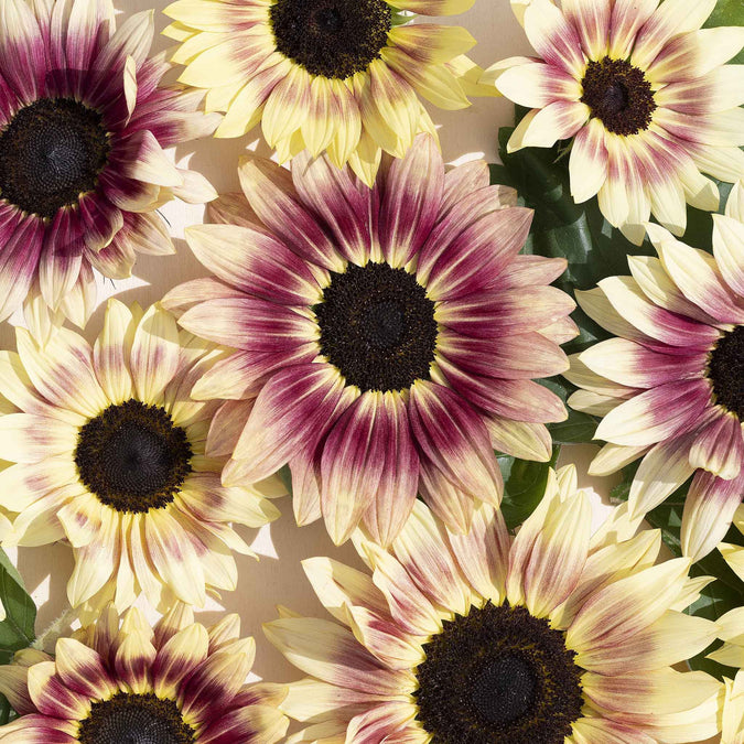 sunflower summer lovin