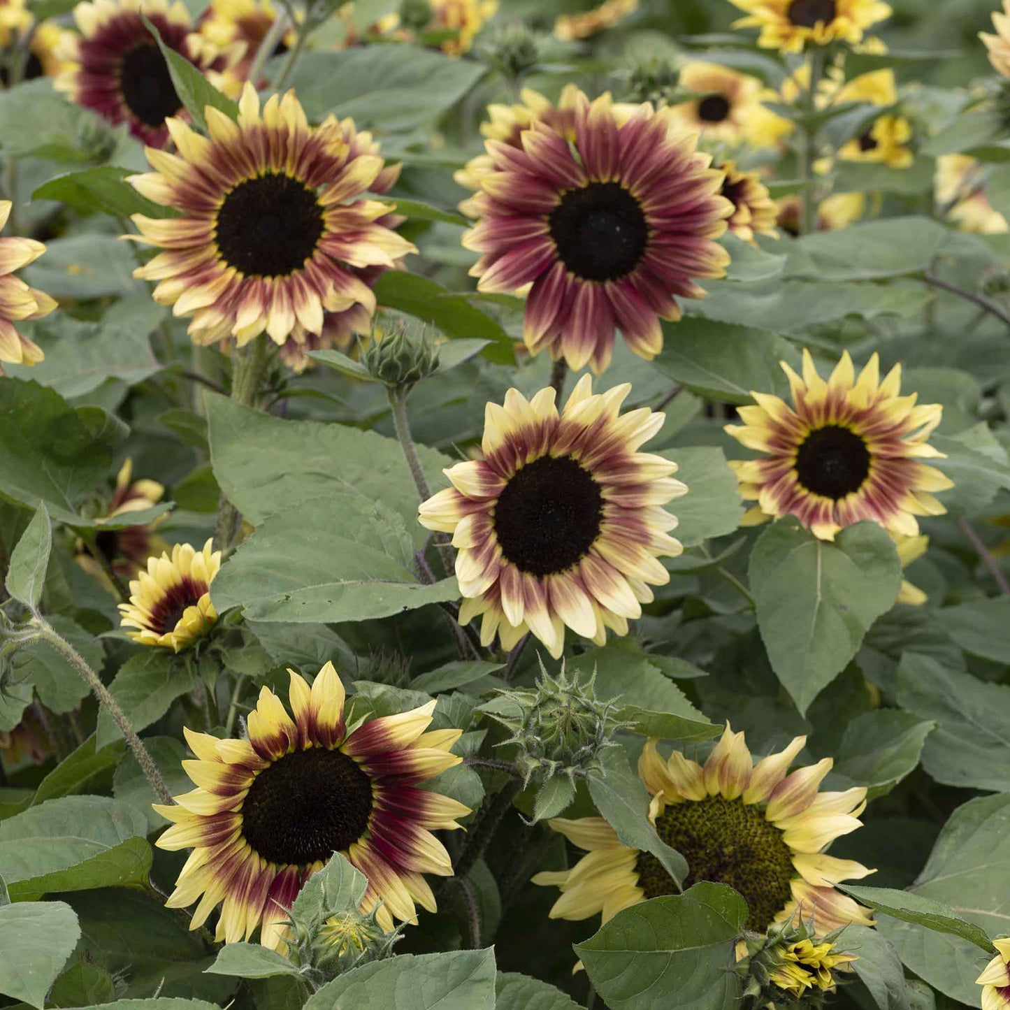 sunflower summer lovin