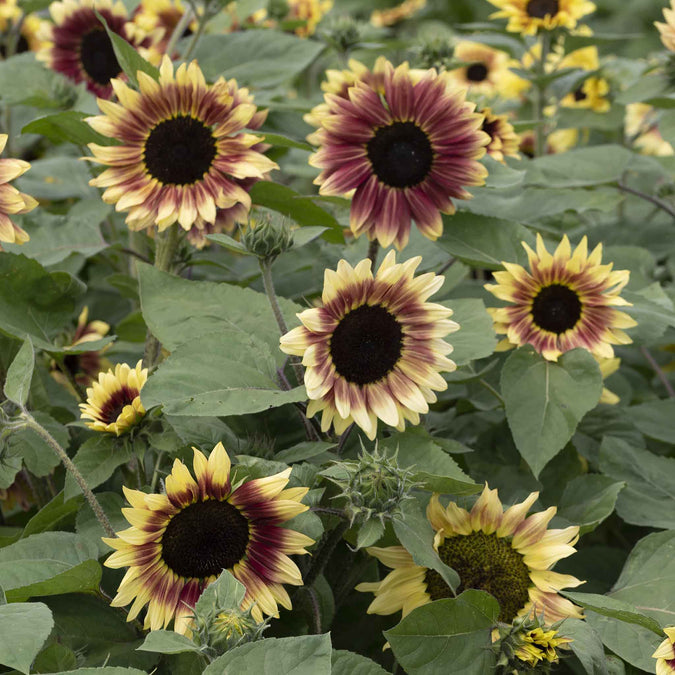 sunflower summer lovin