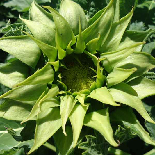 sunflower sunfill green
