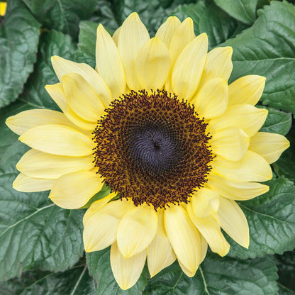 Vibrant sunset lemon sunflower in yellow and orange on a natural green backdrop