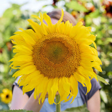 A large yellow sunflower titan flower head with a blurred background.
