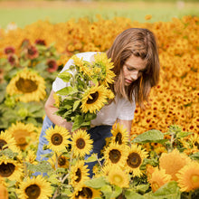 Topolino dwarf sunflower with bright yellow head and green leaves in a garden setting