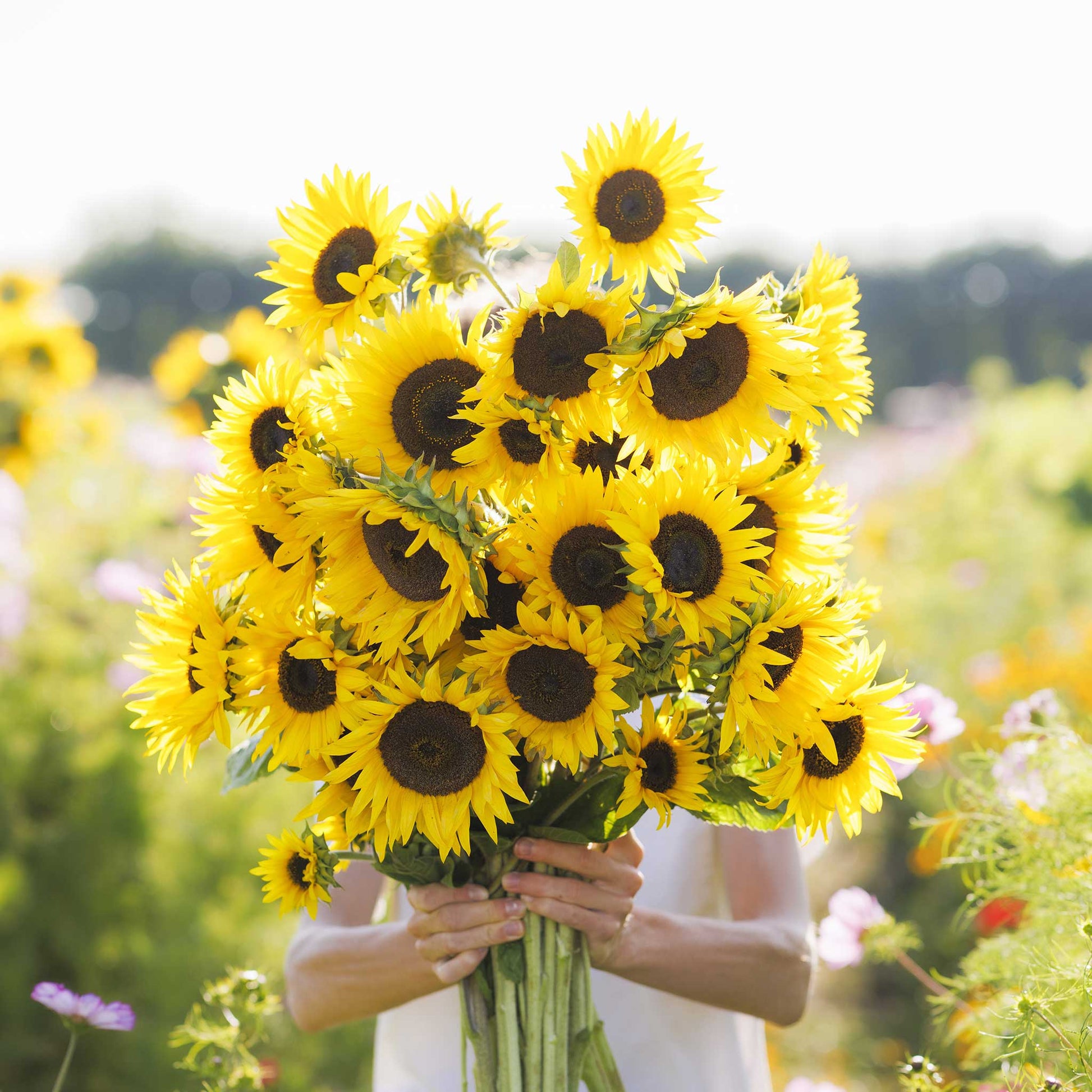 Dwarf topolino sunflower with bright yellow petals and dark center on a garden backdrop