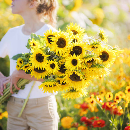 Small bright yellow topolino dwarf blooms on a green leafy plant background