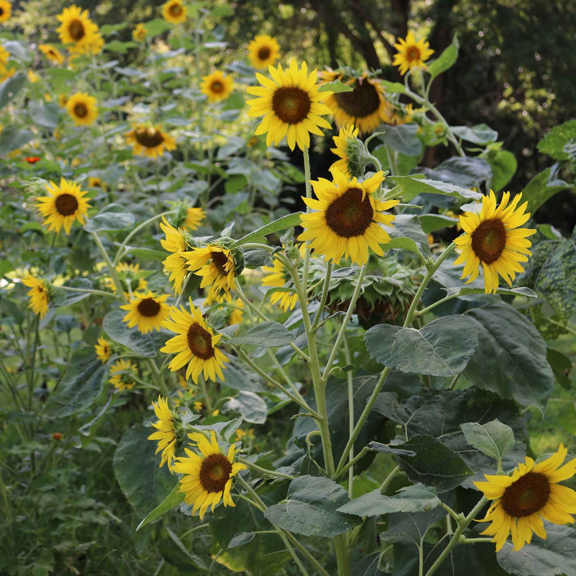 Cluster of tall yellow wild sunflowers with green stems on a bright outdoor backdrop