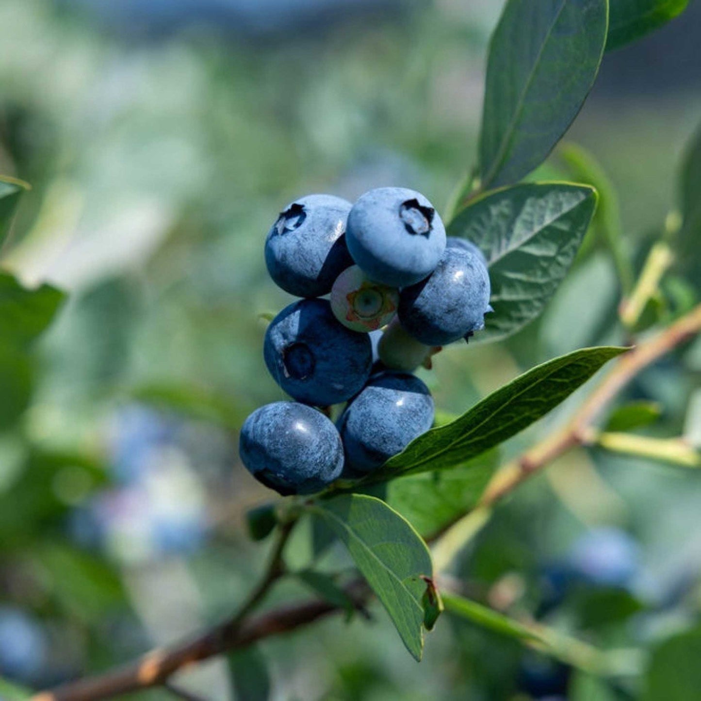 Sunshine Blue Blueberry Bush