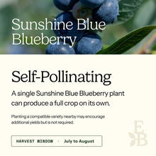 Sunshine Blue Blueberry Bush