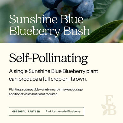 Informational graphic for a Sunshine Blue Blueberry Bush, featuring a top photo of blueberries and text stating it is self-pollinating and produces a full crop on its own.
