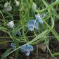Blue sweet pea azureus flowers with green leaves on a natural background
