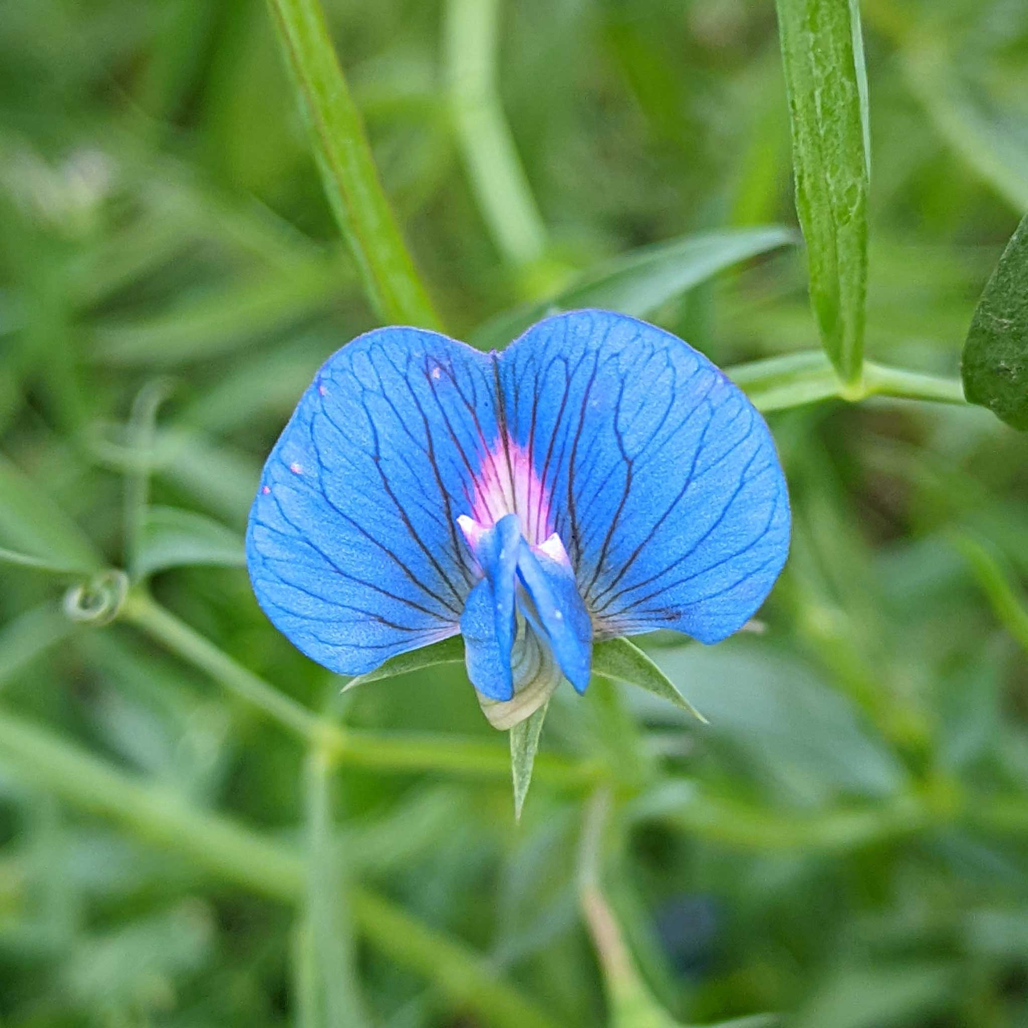 Blue sweet pea azureus flower with pink center on a green leafy background