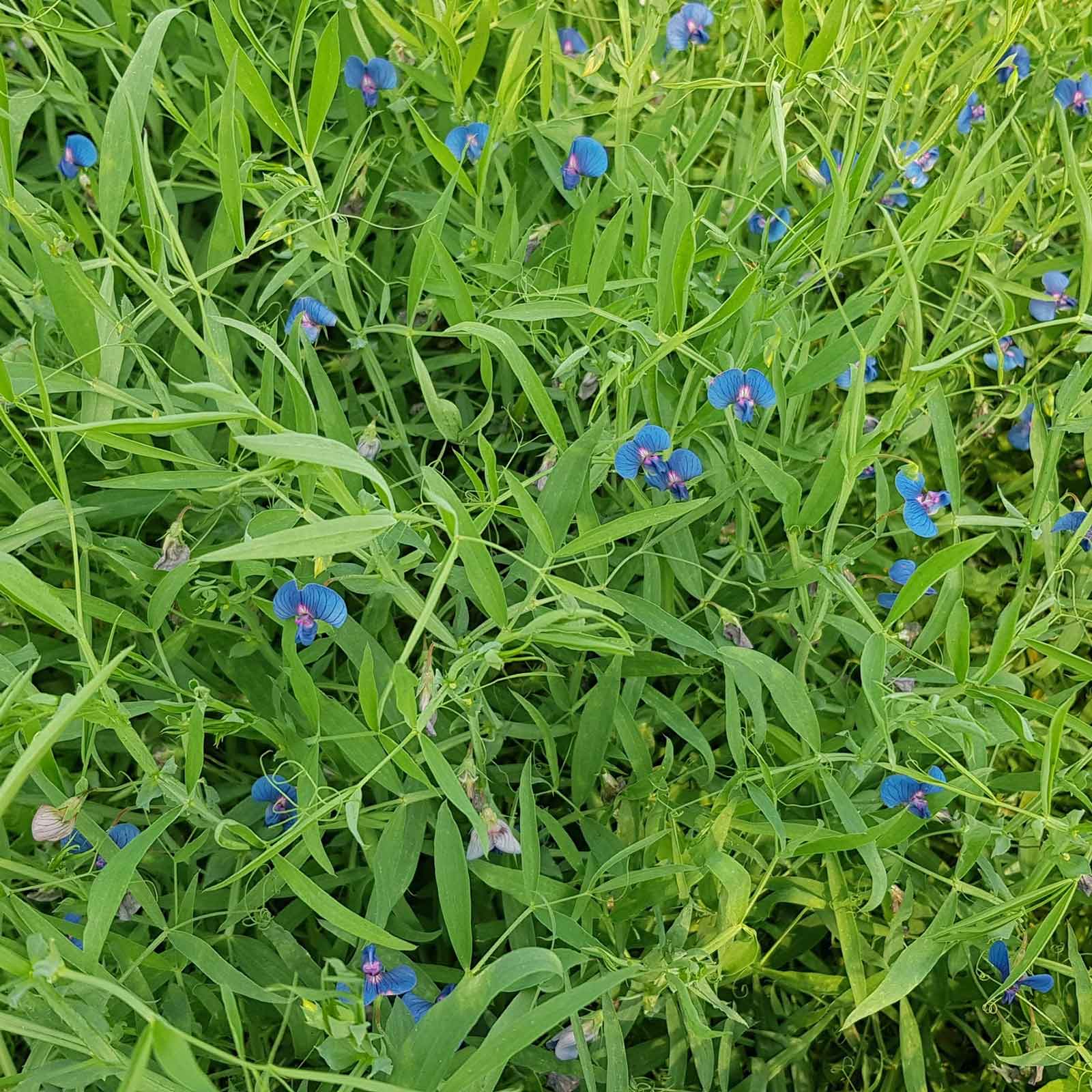 Blue sweet pea azureus flowers amidst green foliage