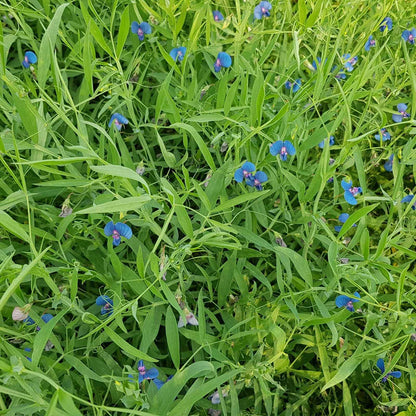 Blue sweet pea azureus flowers amidst green foliage