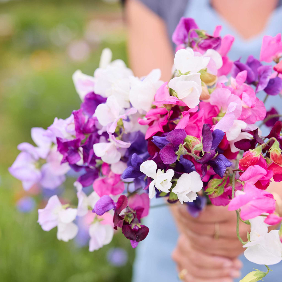 A person holding a bouquet of bijou mixed sweet pea flowers in a natural setting