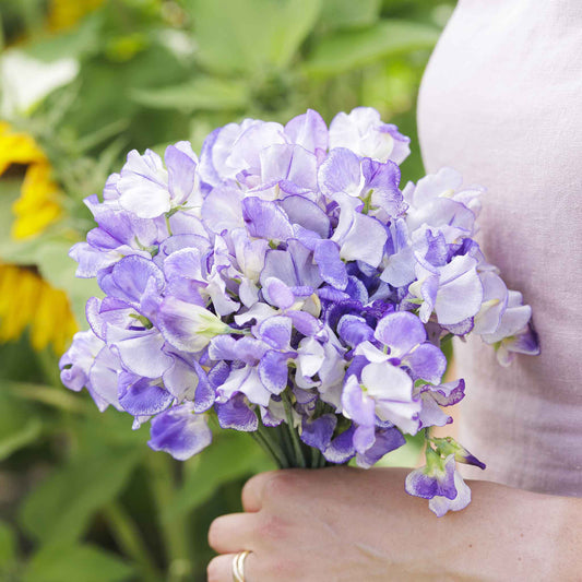 sweet pea blue ripple