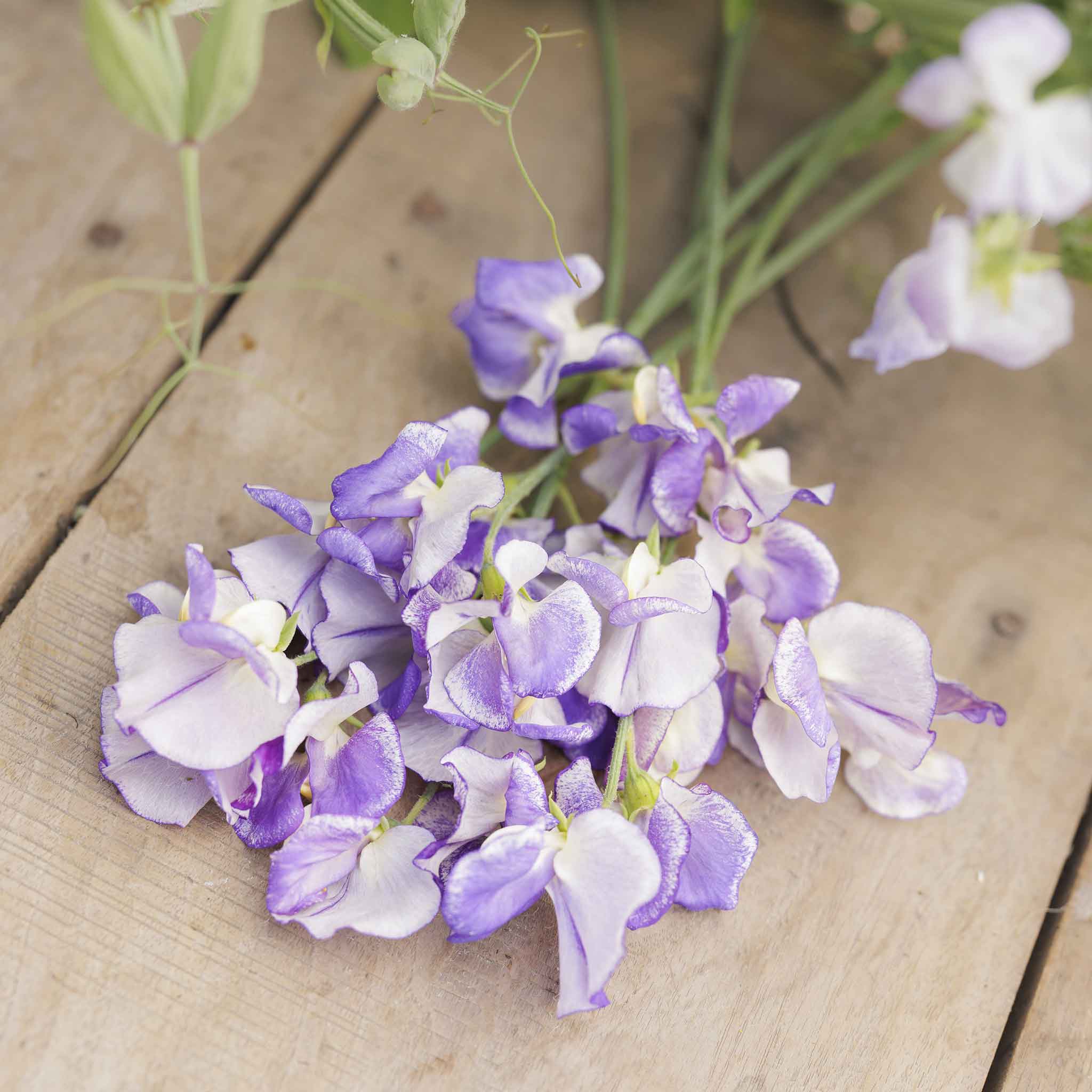 Sweet Pea Seeds - Blue Ripple | Flower Seeds in Packets & Bulk | Eden ...