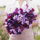 Sweet Pea Seeds - Burgundy Mix