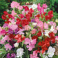 sweet pea bijou mix