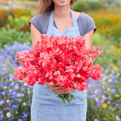 A person holding a bouquet of red edith flanagan sweet pea flowers in a natural setting