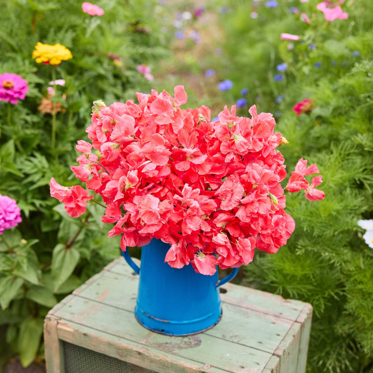 a bouquet of red edith flanagan sweet pea flowers in a natural setting