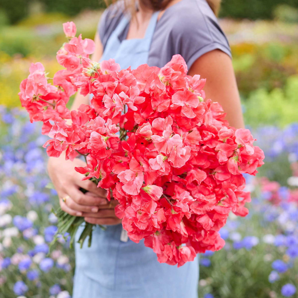 A person holding a bouquet of red edith flanagan sweet pea flowers in a natural setting