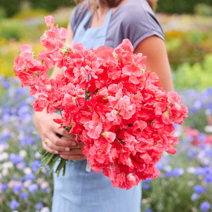 A person holding a bouquet of red edith flanagan sweet pea flowers in a natural setting