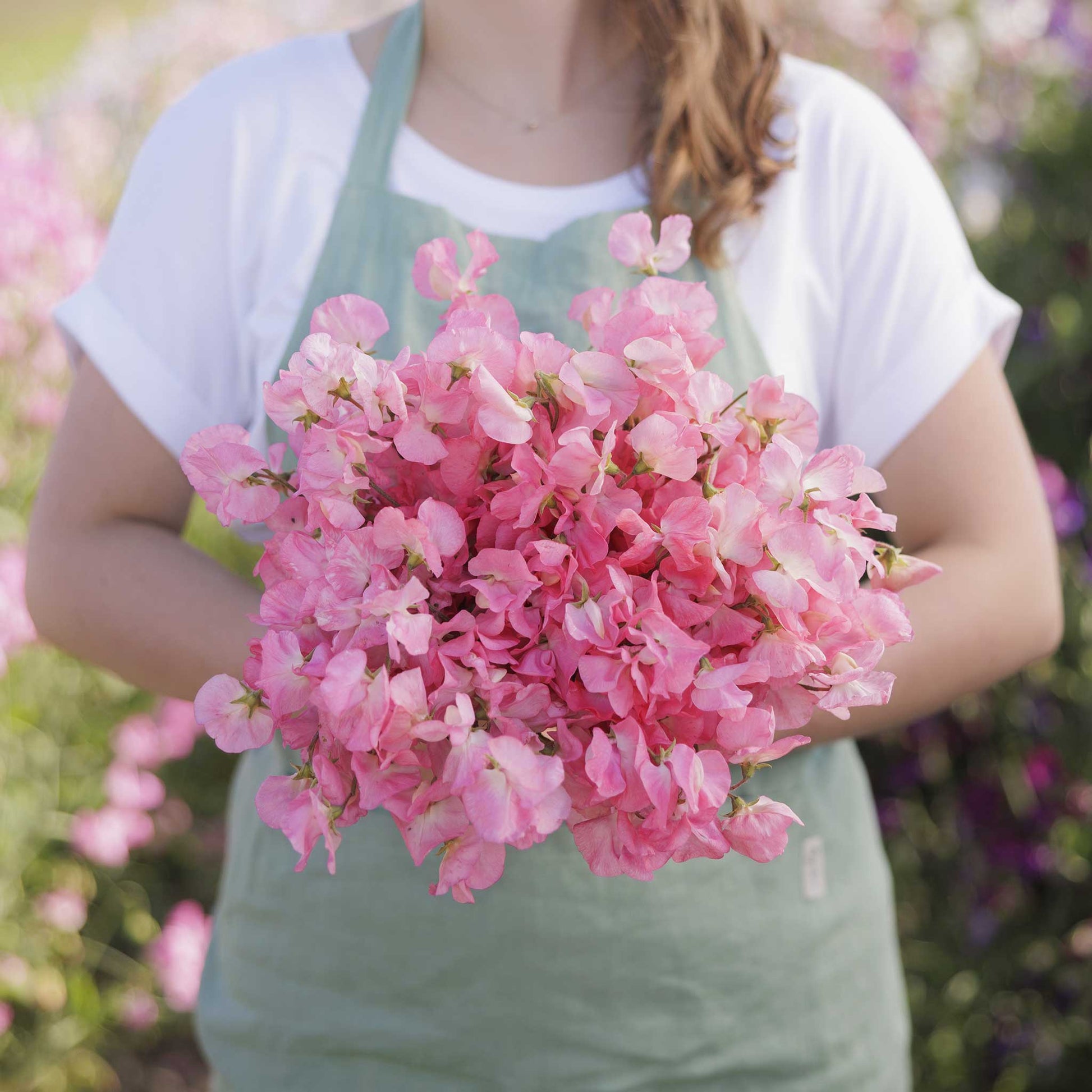 Person holding a bouquet of pink sweet pea mammoth salmon cream flowers with a garden background