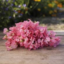 Bouquet of pink sweet pea mammoth salmon cream flowers on a wooden surface with a blurred garden background