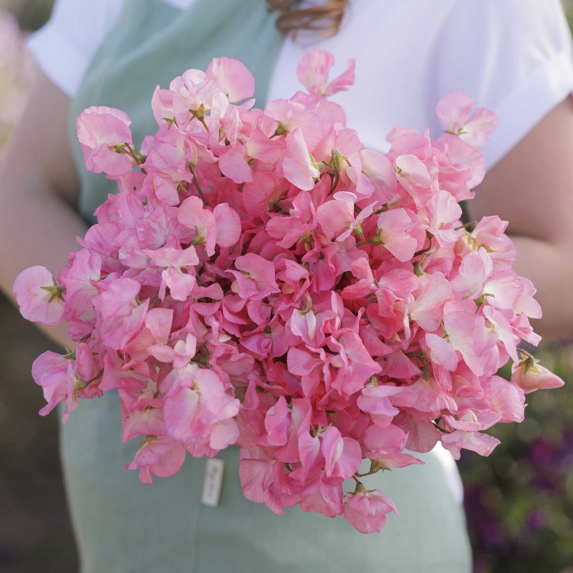 Person holding a bouquet of pink sweet pea mammoth salmon cream flowers with a garden background