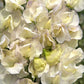 sweet pea old times