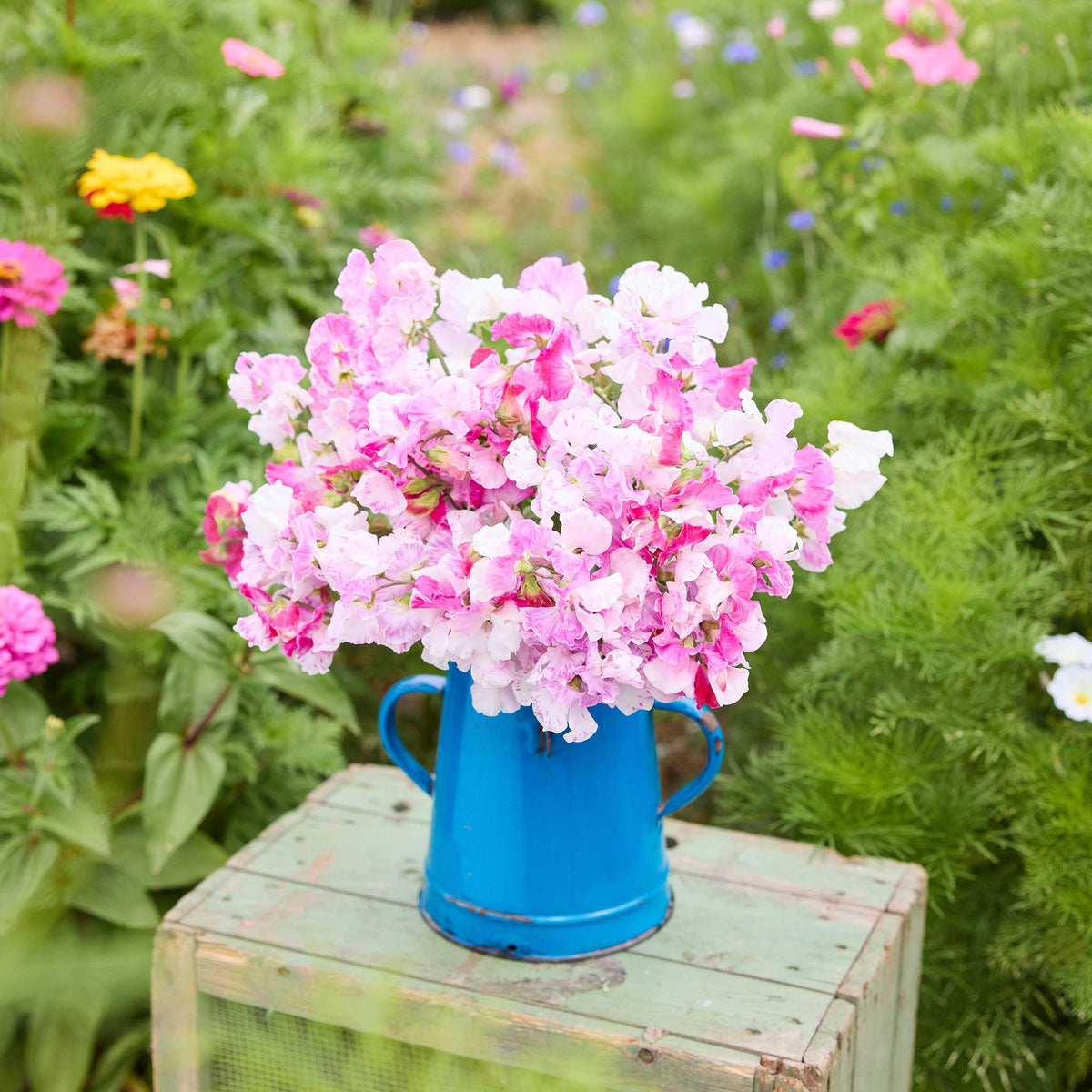 A bouquet of pink promse sweet pea flowers in a natural setting