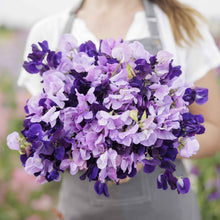 Sweet pea purple mix purple and white flowers held by person on a blurred background