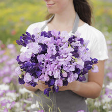 Sweet pea purple mix deep purple and violet flowers held on a blurred background