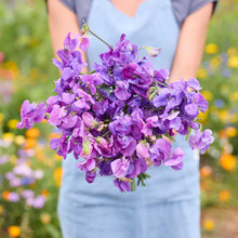 A person holding a bouquet of royal blue sweet pea flowers in a natural setting