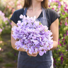 Sweet pea royal lavender lavender blooms held by person against a blurred background