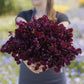 Person holding a bouquet of sweet pea royal maroon flowers against a blurred natural background