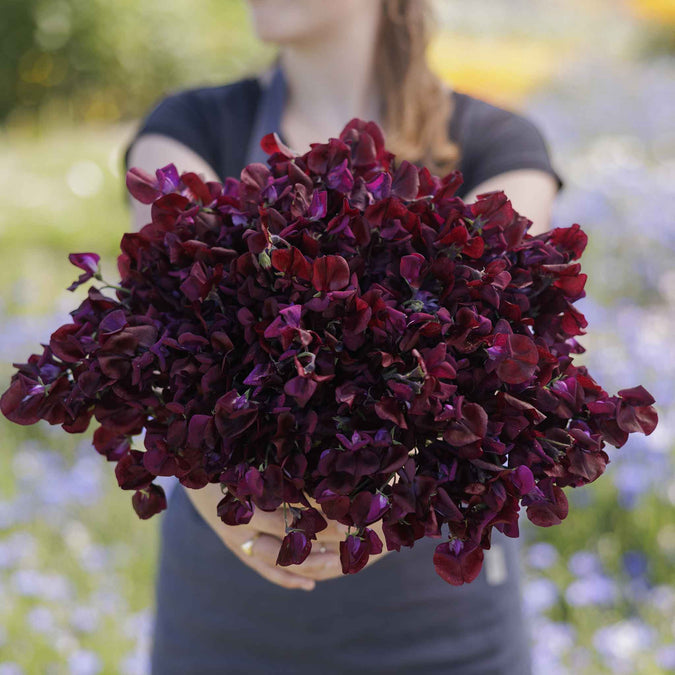 Person holding a bouquet of sweet pea royal maroon flowers against a blurred natural background