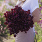 Person holding a bouquet of sweet pea royal maroon flowers against a blurred natural background