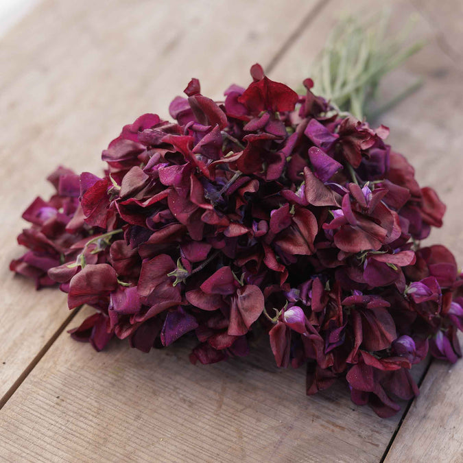 Bouquet of sweet pea royal maroon flowers on a wooden surface