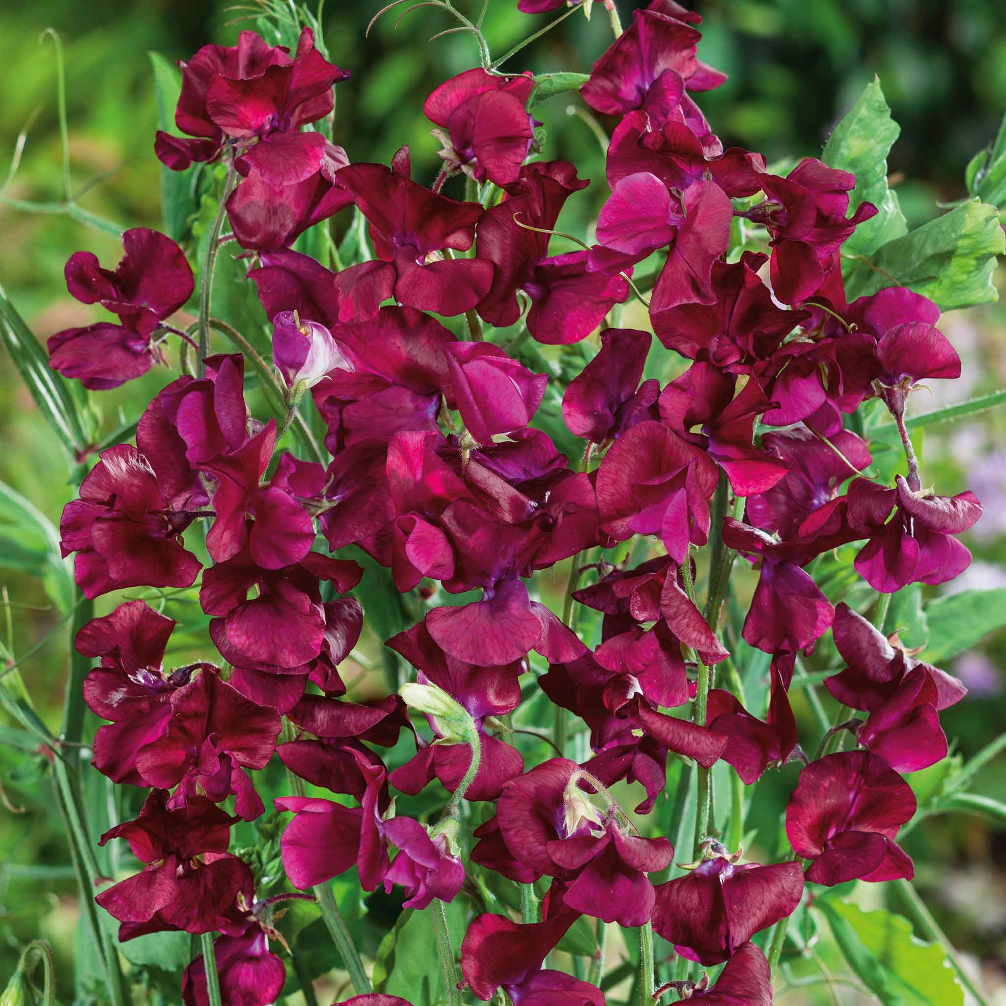 A cluster of Royal Maroon sweet pea flowers with deep purple petals.