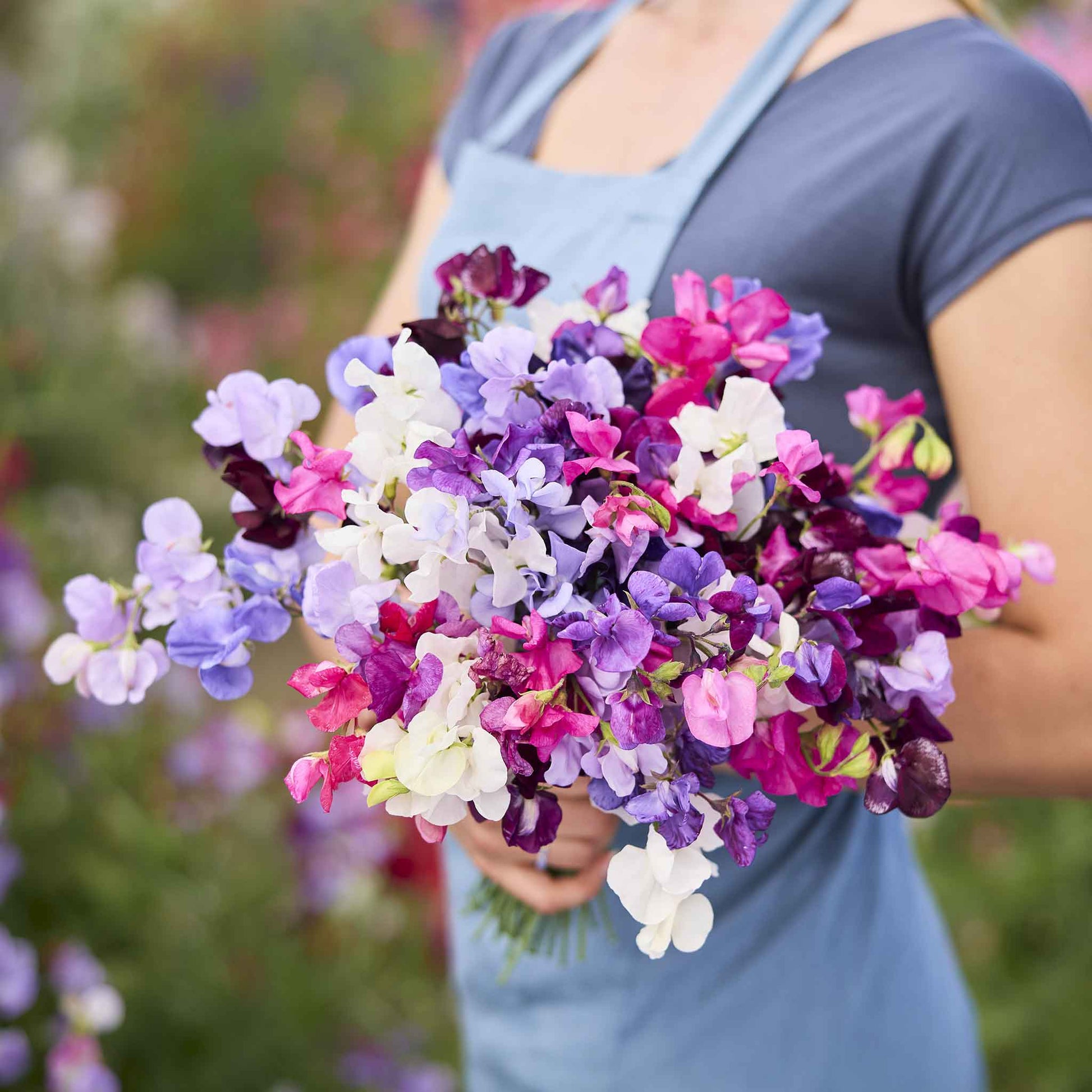 Sweet pea royal mix pink, purple and white blooms held by person on blurred background