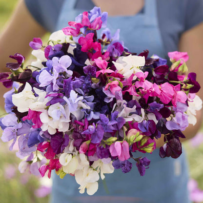 Sweet pea royal mix bright pink, purple and white flowers on a green stem background