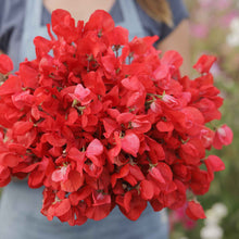 Sweet pea royal scarlet bright red flowers in close-up with a blurred background