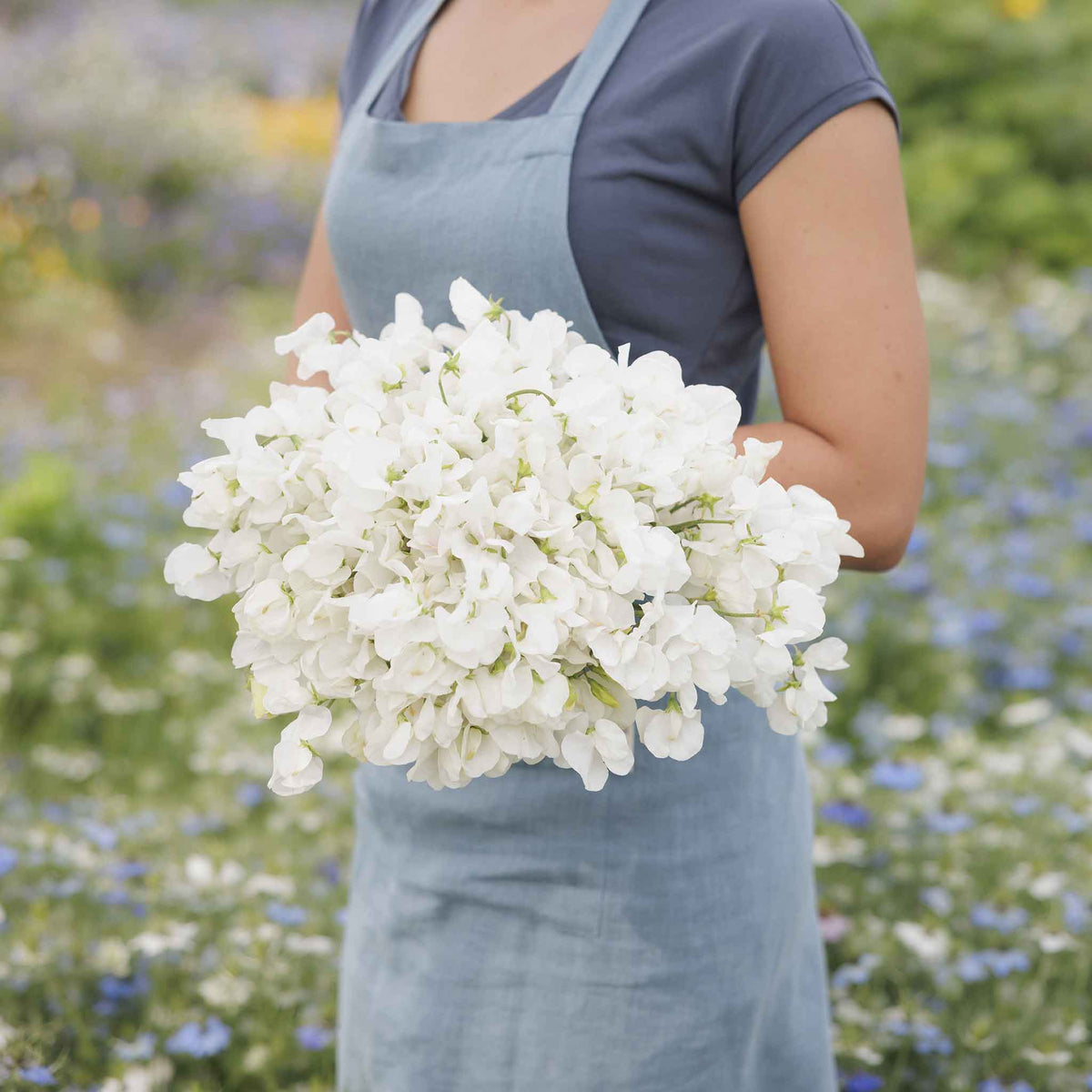 Sweet pea royal white white flowers held by person against a blurred garden background